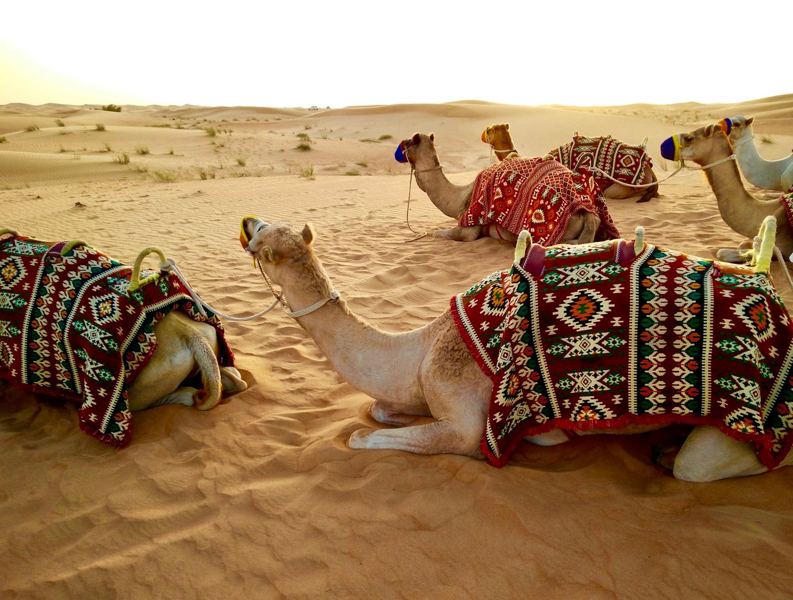 Camels resting in the Dubai desert